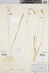 Carex castanea image