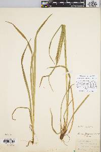 Carex debilis var. rudgei image