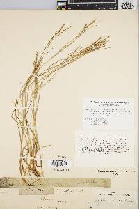 Carex aestivalis image