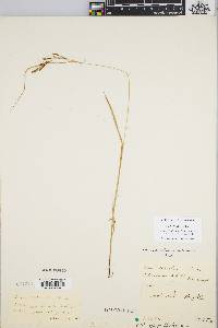 Carex aestivalis image