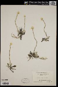 Antennaria howellii subsp. neodioica image