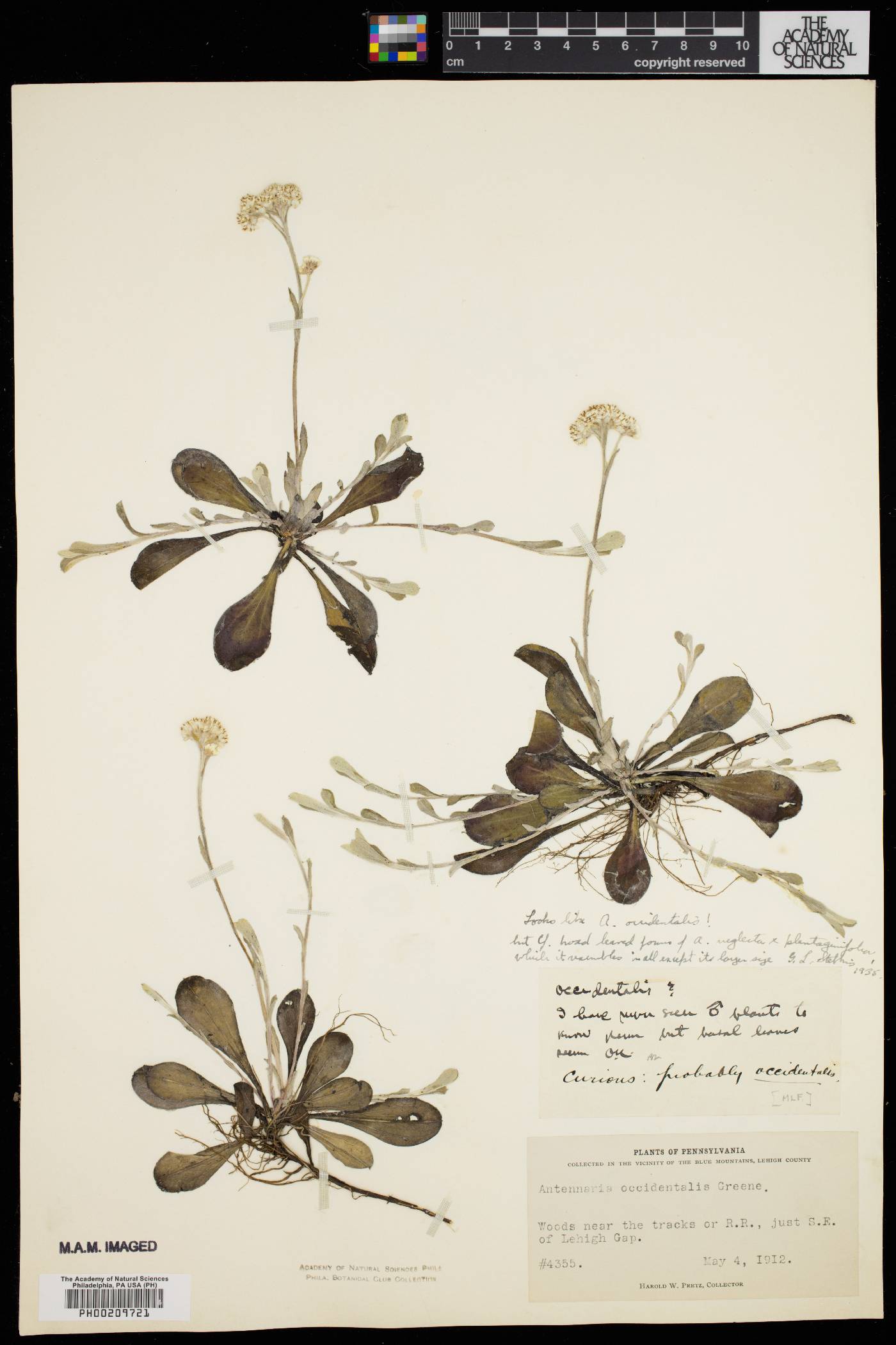 Antennaria munda image