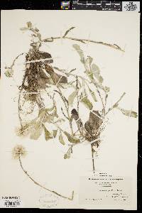 Antennaria fallax image