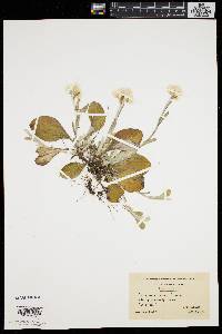 Antennaria fallax image
