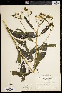 Verbesina alternifolia image