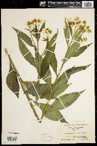 Verbesina alternifolia image