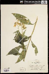 Verbesina alternifolia image