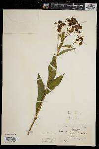 Verbesina alternifolia image