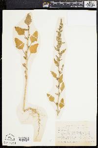 Chenopodium album var. album image