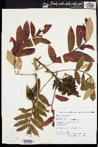 Toxicodendron pubescens image