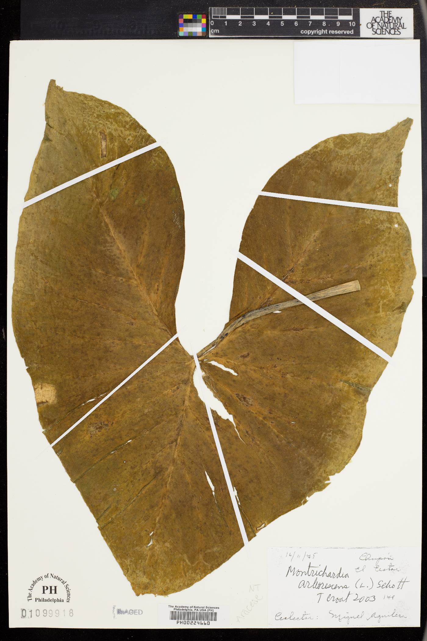 Montrichardia image