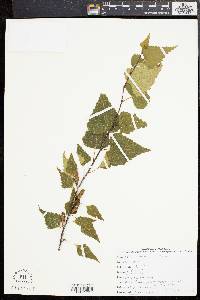 Betula populifolia image