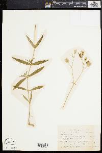 Silene vulgaris image