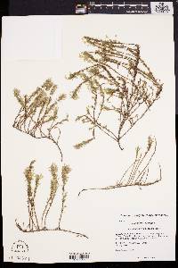 Hudsonia ericoides image