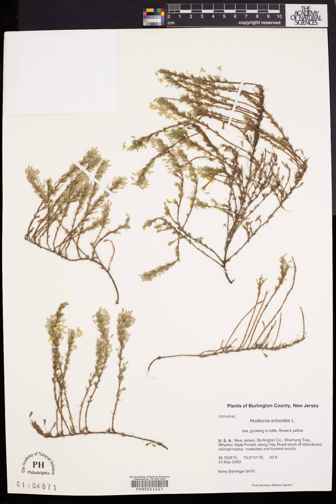 Hudsonia ericoides image