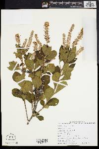 Clethra alnifolia image