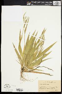 Carex anceps image