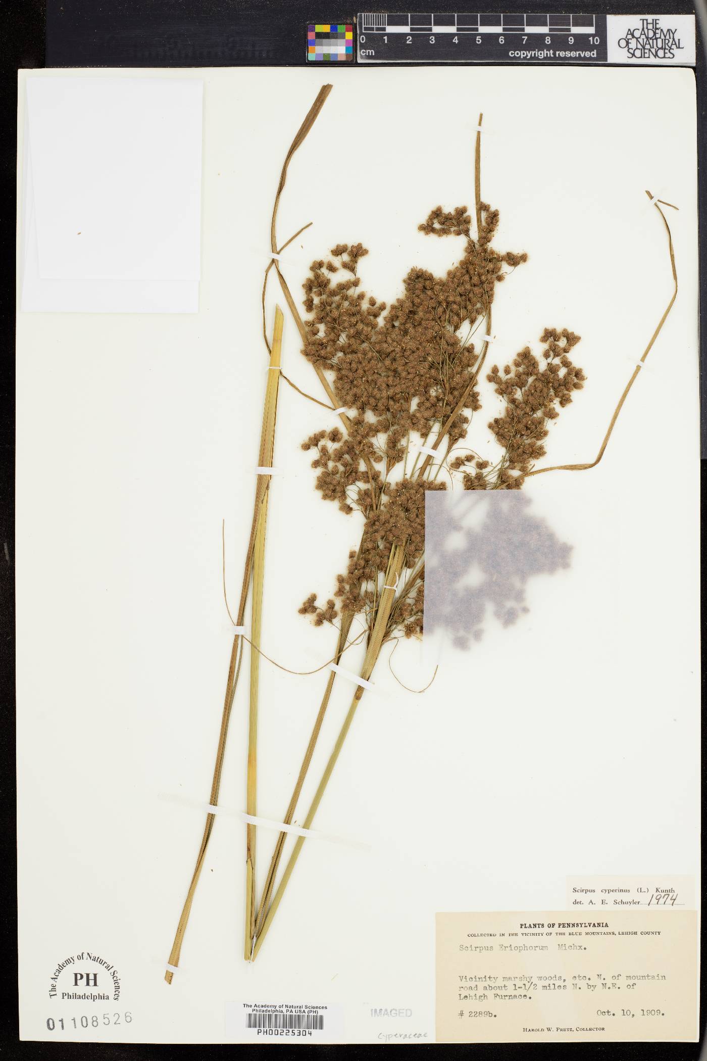 Scirpus eriophorum image