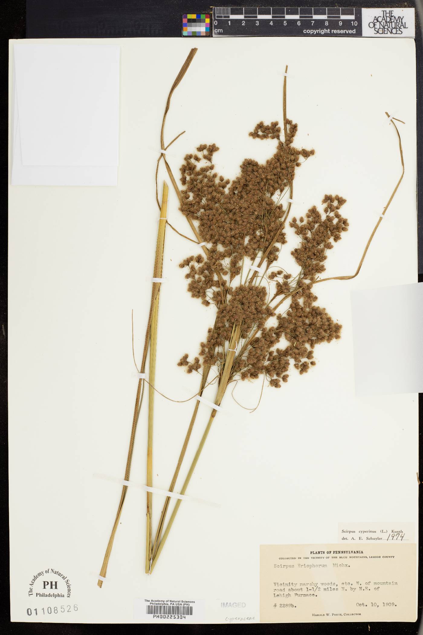 Scirpus eriophorum image