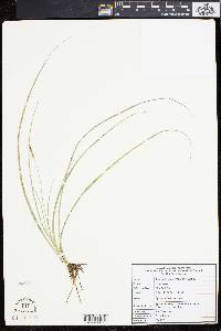 Carex livida image