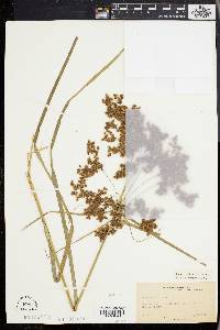Scirpus eriophorum image