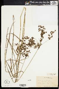 Scirpus cyperinus var. pelius image