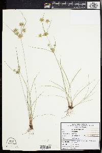 Cyperus grayi image