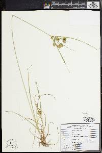 Cyperus retrorsus image