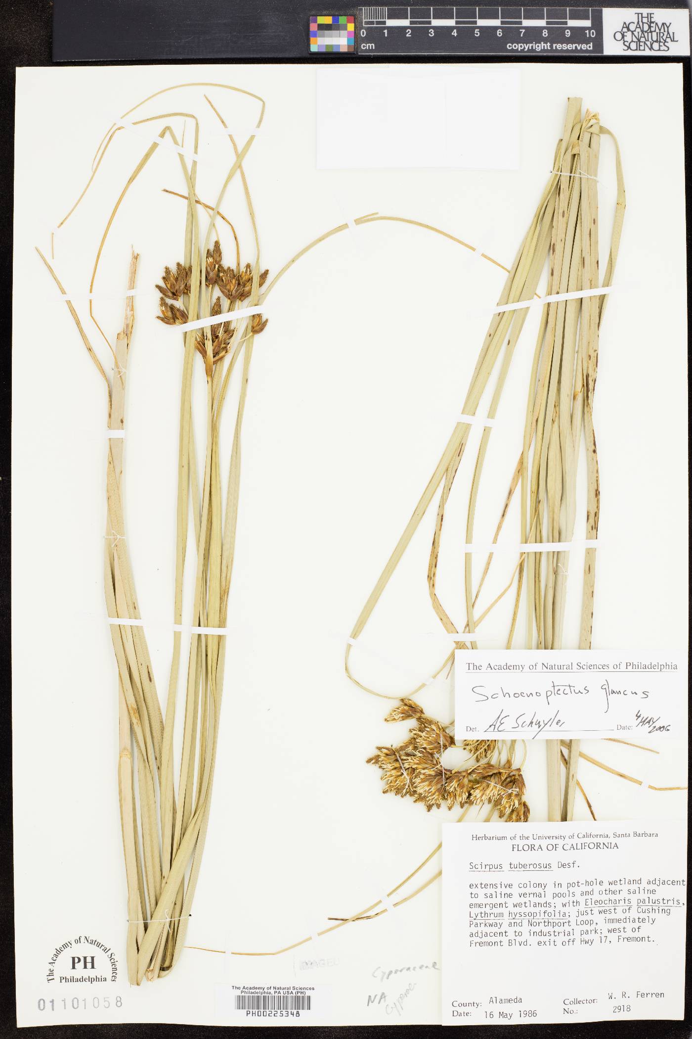 Bolboschoenus glaucus image