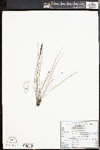 Drosera filiformis image