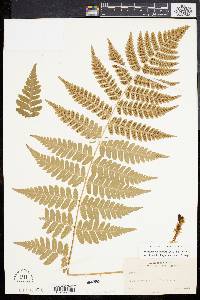 Dryopteris clintoniana image