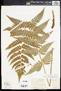 Dryopteris clintoniana image