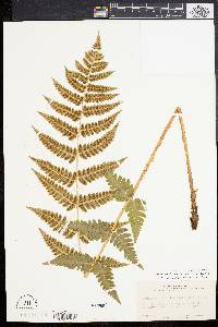 Dryopteris clintoniana image