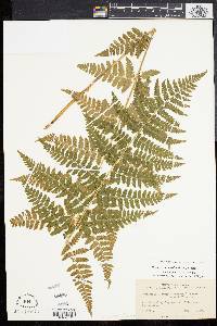 Dryopteris x dowellii image