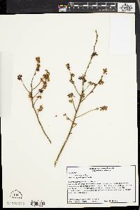 Vaccinium vacillans image