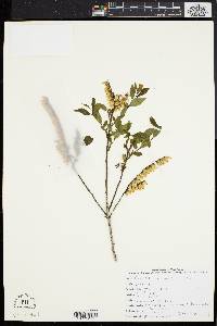 Image of Eubotrys racemosa