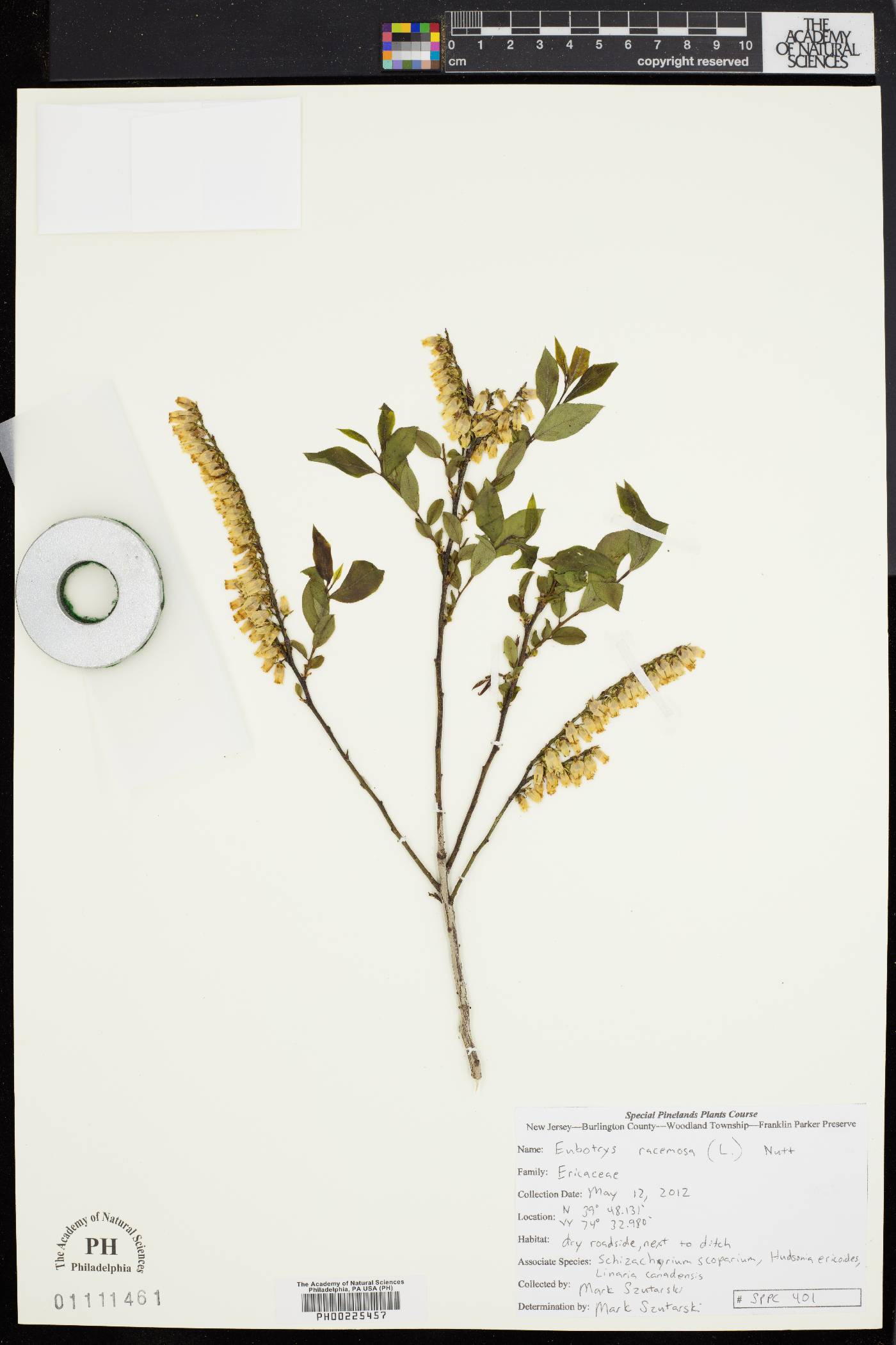 Eubotrys racemosa image