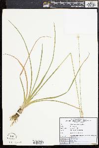 Eriocaulon decangulare image