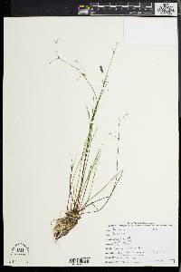 Juncus pelocarpus image