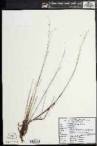 Juncus pelocarpus image