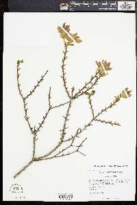 Myrica pensylvanica image