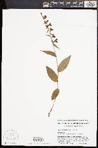 Epipactis helleborine image