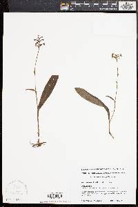 Platanthera clavellata image