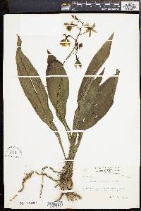 Image of Calanthe graciliflora