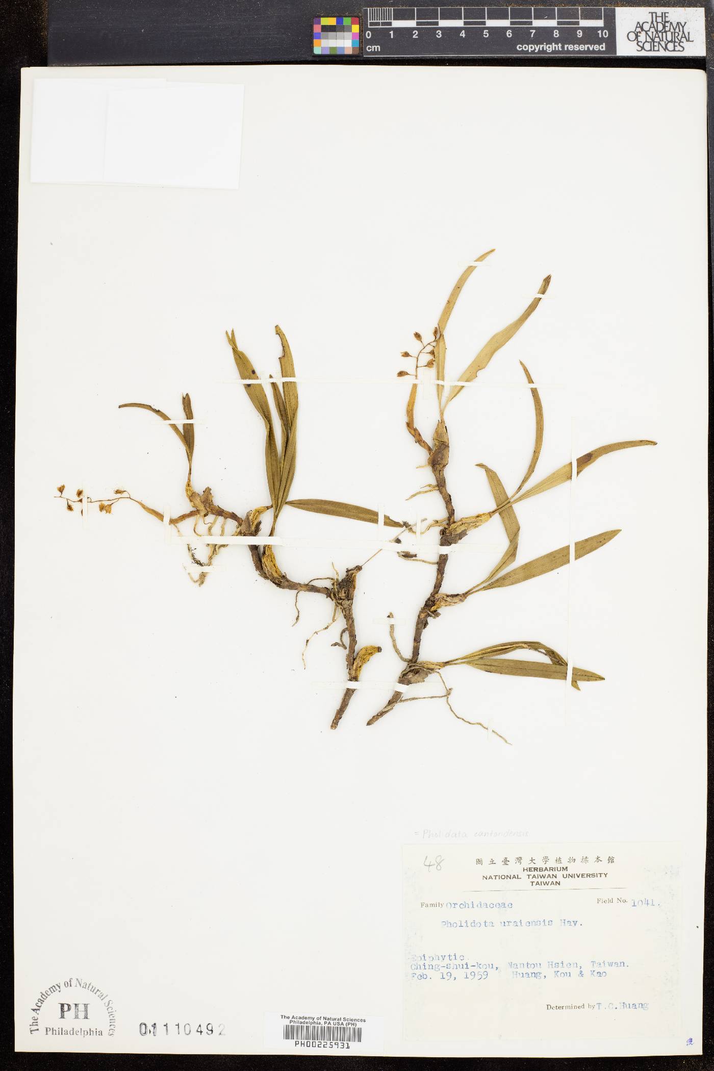 Pholidota uraiensis image