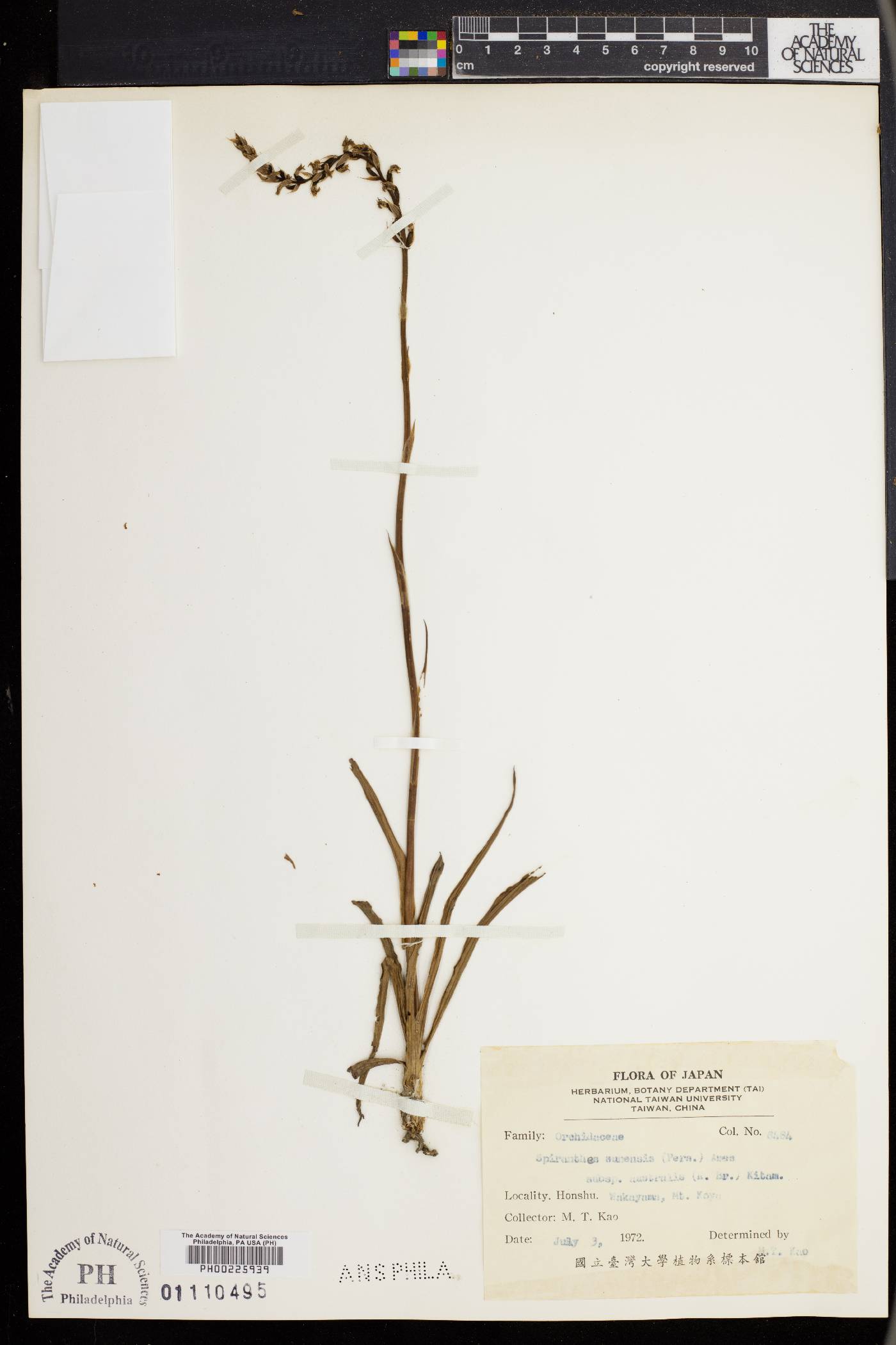 Spiranthes australis image