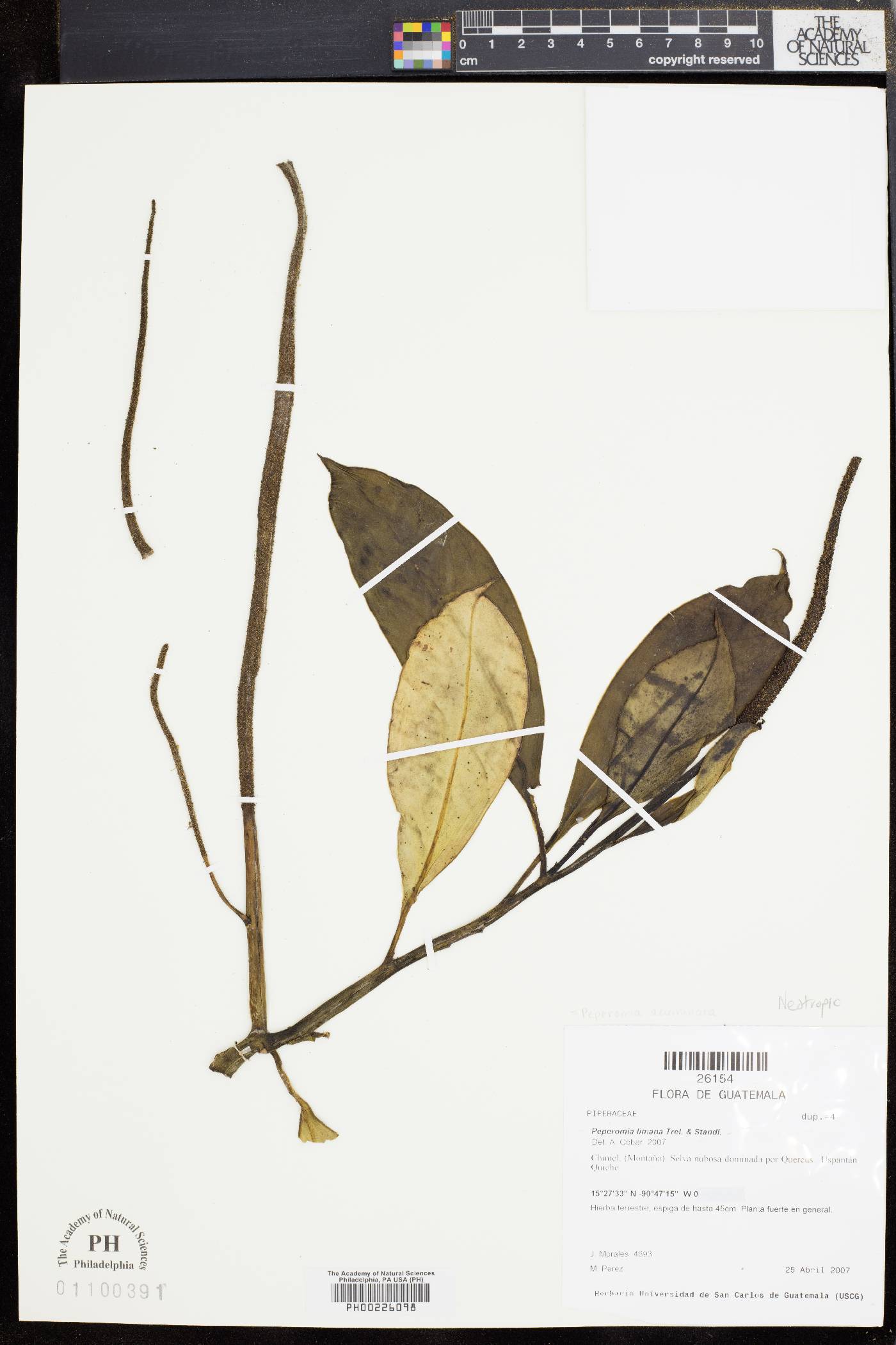 Peperomia limana image