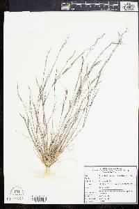 Aristida dichotoma var. curtissii image