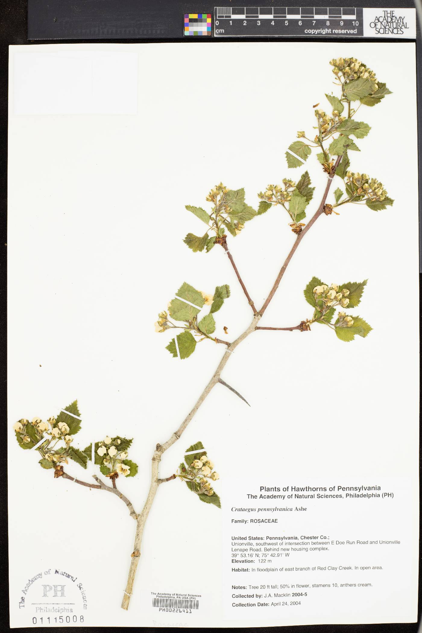 Crataegus pennsylvanica image