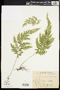 Selaginella moellendorffii image